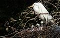 Kirms Photography Great Egret-9